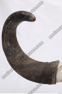 skull antler 0032